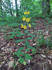 Lysimachia verticillaris