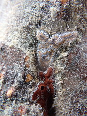 Botrylloides leachii