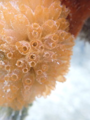 Ecteinascidia turbinata