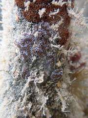 Botrylloides leachii