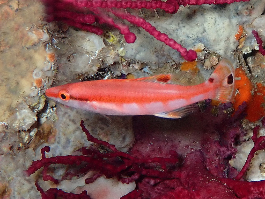 Banded wrasse (Lappanella fasciata) — Labridae