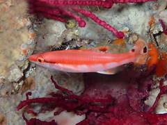 Iris Wrasse photo 2