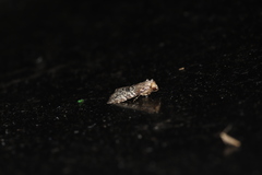 Bryophilina mollicula