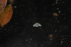 Lophophleps triangularis