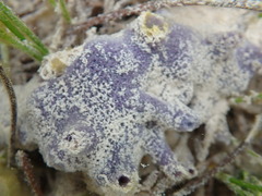 Niphates caycedoi