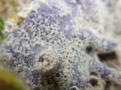 Niphates caycedoi