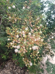 Mimosa bahamensis