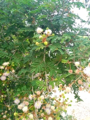 Mimosa bahamensis