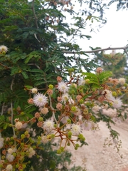 Mimosa bahamensis