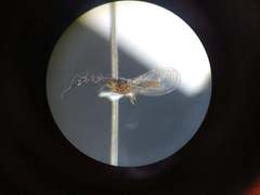 Synoza cornutiventris