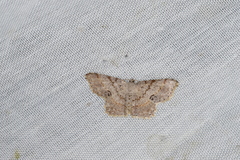 Calletaera subexpressa