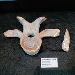 Allosauroidea
