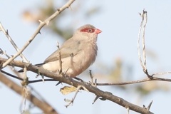 Estrilda troglodytes