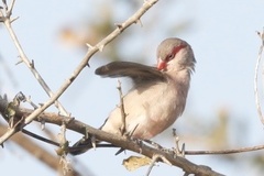 Estrilda troglodytes
