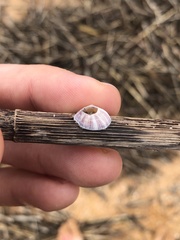 Amphibalanus reticulatus