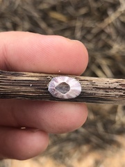 Amphibalanus reticulatus