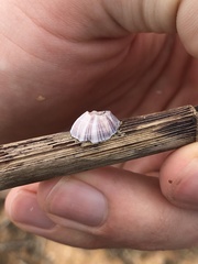 Amphibalanus reticulatus