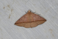 Ugia purpurea