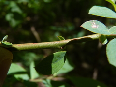 Vaccinium formosum