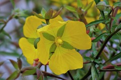 Ludwigia bonariensis