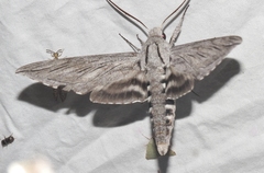 Sphinx asellus