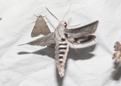 Sphinx asellus