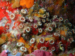 Polycyathus muellerae