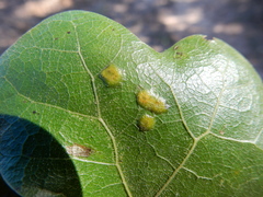 Polystepha pustuloides