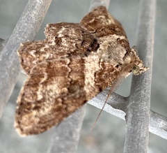 Cleora repetita