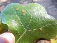 Polystepha pustuloides