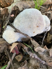 Hypomyces chrysospermus