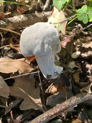 Hypomyces chrysospermus