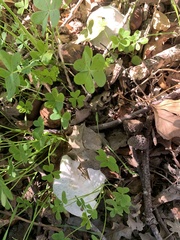 Hypomyces chrysospermus