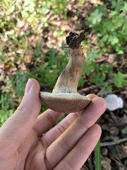 Hypomyces chrysospermus