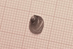 Lithoglyphus naticoides