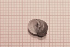 Lithoglyphus naticoides