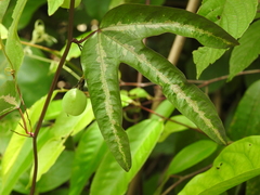 Passiflora tricuspis