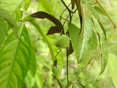 Passiflora tricuspis