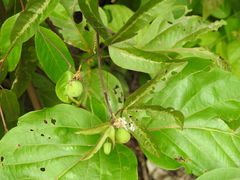 Passiflora tricuspis