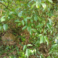 Ilex asprella