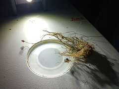 Eleocharis ovata