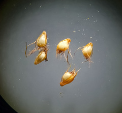 Eleocharis ovata