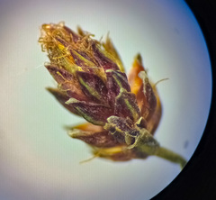 Eleocharis ovata
