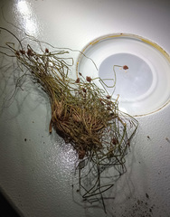 Eleocharis ovata