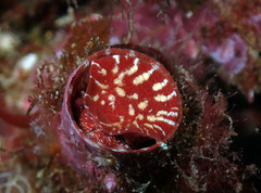 Thylacodes arenarius