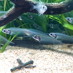 Kryptopterus vitreolus