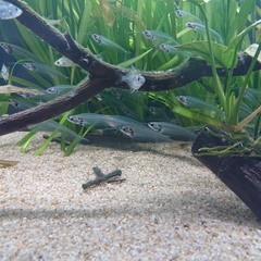 Kryptopterus vitreolus