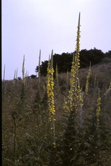 Verbascum macrurum