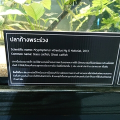 Kryptopterus vitreolus