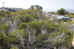 Olea exasperata